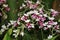 There are many miniature, multi-colored red and white flowers on the Orchid branch.