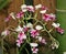 There are many miniature, multi-colored red and white flowers on the Orchid branch. Small, multicolored flowers and buds are bloom