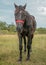 There are many parasitic insects, flies on the horse`s body and eyes. Horse used on the farm.