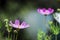 There are many pink beautiful blooming coreopsis on the green grass