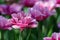 There are many pink tulips in the spring garden.