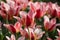 There are many red and pink tulips in the spring garden.