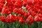 There are many red tulips in the spring garden.