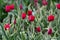 There are many red tulips in the spring garden.