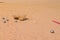 There are metal balls for playing pitong on the beach. A heavy ball falls into the sand. Traditional french game