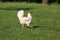 There must be chickens in the countryside on every farm