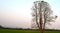 There are no leaves on the trees Rice fields And the morning sky