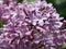 There is no more such lilac color as only on lilacs.