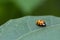 There is an orange Ladybug standing quietly on the leaves in the garden