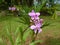 There is orchid flower in sri lanka