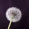 There is a perfect white dandelion in the middle of the dark purple background