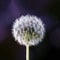 There is a perfect white dandelion in the middle of the dark purple background