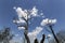 There is a pruned tree and a blue sky in the background. It was filmed in sunny daytime. Cloudy.