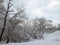 There are rime trees after the snow . There is a lot of snow on the ground and in the trees . in winter there is snow on the trees