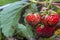 There are ripe strawberries in the garden. Dirty berry after heavy rain.