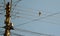 There\'s a bird in the wire