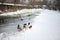 There are several wild ducks on the frozen river after snow