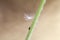 There is a small dandelion feather on the stem of the green plant