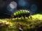 There is small insect on top of green mossy rock. The bug appears to be an earwig or centipede, with many legs and