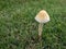 There are small mushrooms on the grass. Its umbrella is large and only a little higher than the grass.