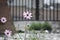 There are some beautiful pink blooming coreopsis in the green grass