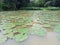 There are some watermelon leaves scattered in a pond