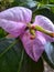 there is a spider in the middle of a pretty purple flower