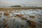 There is Staghorn Coral\\\'s field on the Beach at Phuket,Thailand. They show up when low tidal current. This is a problem from