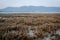 There is Staghorn Coral\\\'s field on the Beach at Phuket,Thailand. They show up when low tidal current. This is a problem from