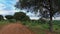 There are tire tracks on the dirt road. Trees and bushes grow on the roadside.