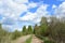 There are trees along the dirt road. Deciduous trees, young foliage and grass. Cloudy sky. Green grass