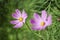 There are two beautiful and bright blooming coreopsis on the green grass