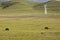 There are two black yaks eating grass on the green plateau meadow