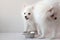 There are two white fluffy Pomeranian puppies near a small iron bowl with food. The concept of animal feed, food for dogs,