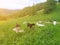 There were goats, illuminated by the sun, grazing in the summer in the Altai mountains. Mobile photo