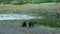 There were several brown bears by the river, some resting and others looking for food.