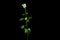 There is white rose with green leafs on the black background. Happy Valentine`s Day