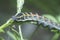 The theretra oldenlandiae hawkmoth caterpillar.