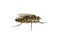 Thereva nobilitata common stiletto fly