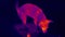 Thermal imaging view of dog eating sausage on the floor. Infrared, thermal, night vision imaging