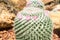 Thermal plants cactus plant group growth in the desert