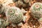 Thermal plants cactus plant group growth in the desert