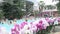 Thermal pool and orchids