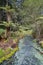 Thermal pool and stream with old tree branches lying in bottom of clear water with algal growth in Whakarewarewa Redwood Forest