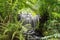 Thermal river in the natural reserve of Termas de Tabacon  in Costa Rica.