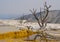 The Thermal Waters of Mammoth Hot Springs