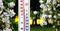 The thermometer on a background of a bush with white flowers shows 20 degrees of heat. Warm spring and summer temperatures_