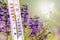 A thermometer on a background of wildflowers shows 20 degrees of heat. Warm summer temperature_