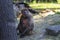 Theropithecus gelada - A brown gelada sitting on the ground under a tree trunk in the shade and eating grass. His head is turned