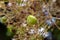 Thet teak seeds Tectona grandis, arranged in dense clusters at the end of the branches